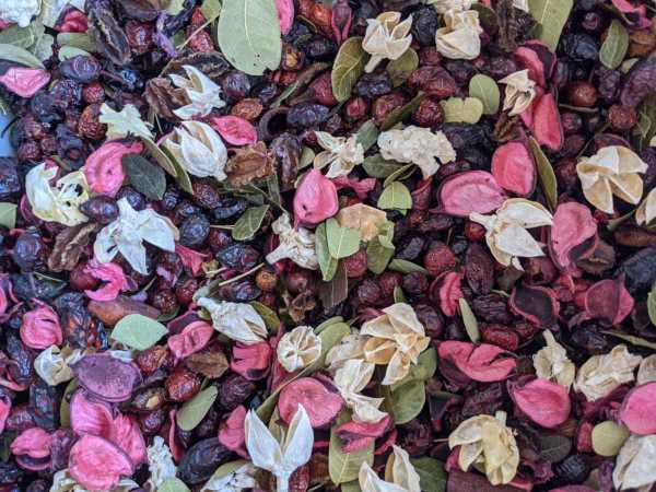 Plumeria Rosehips