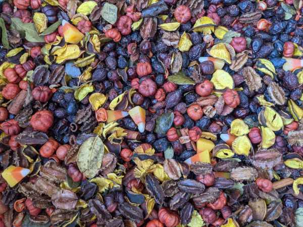 Candy Corn Rosehips
