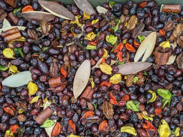 Tropical Rosehips