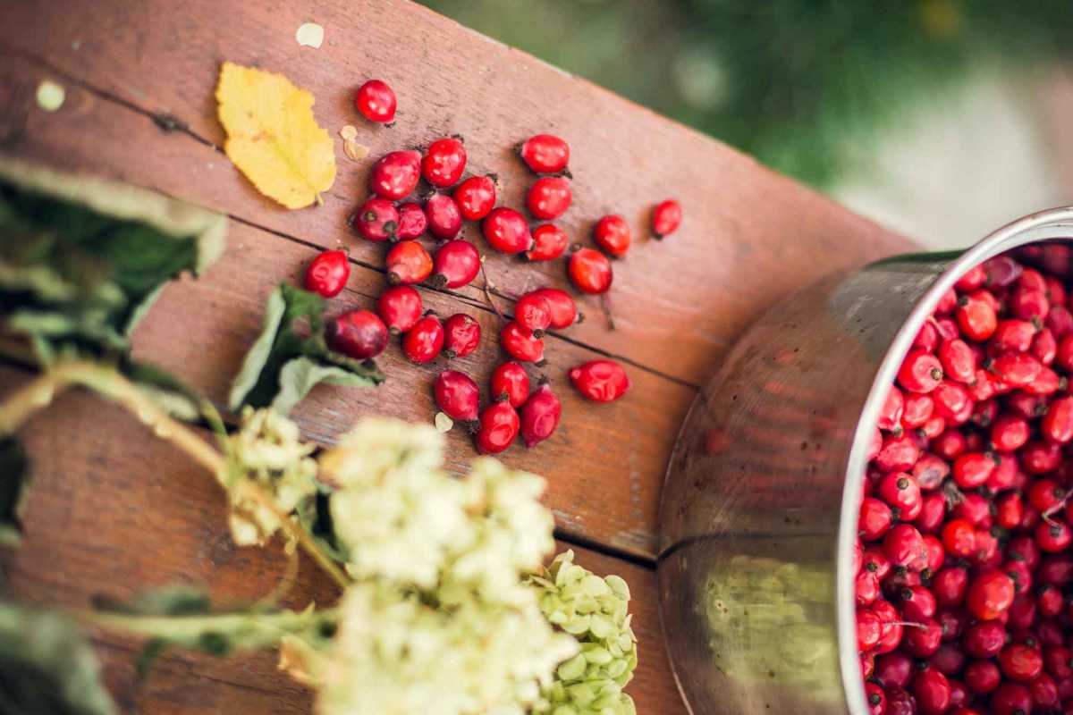 Scented Rosehips