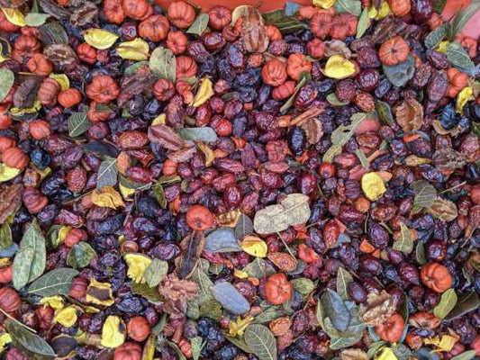 Harvest Thyme Rosehips